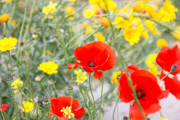 Obraz premium Blooming poppies and yellow flowers in the field