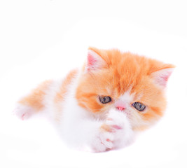 red persian kitten on white background