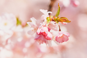 Pink Cherry blossom branch in bloom. Spring concept. Copy space.