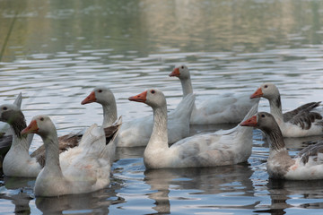 Patos en el agua en semi sombra 