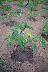 young tomato plant with blosooms