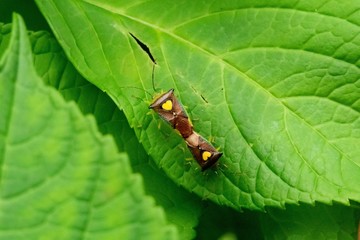 Fototapeta premium ハートを背負うもの！ 