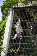 The ring-tailed lemur (Lemur catta)