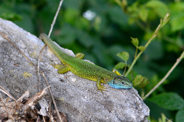 Östliche Smaragdeidechse (Lacerta viridis), Donauleiten bei Passau - European green lizard