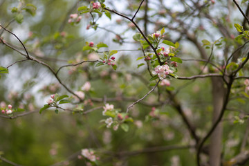 tulip, flower, spring, red, yellow, tulips, nature, garden, 