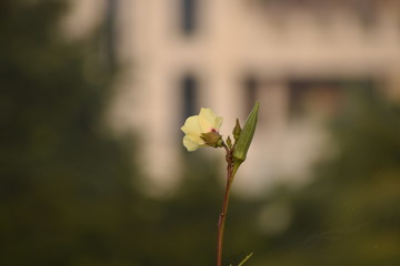Yellow Lady Finger flower with blur background, yellow color ladies finger's flower with its okra.