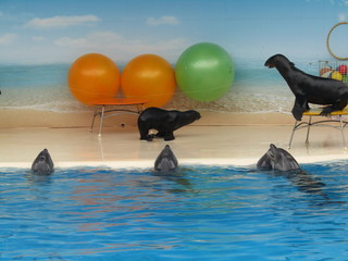 dolphin playing in the water