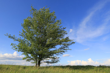 Fototapeta na wymiar green tree on meadow