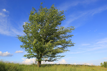 green tree on meadow