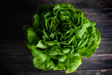 Top view of trocadero lettuce on wooden background