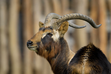 Nile Lechwe - Kobus megaceros, small beautiful antelope from African savannas and grasslands, Ethiopia. 