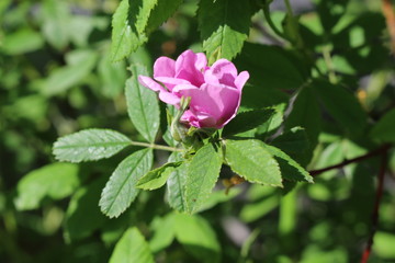 
Delicate pink flower blooms on a rosehip bush in spring