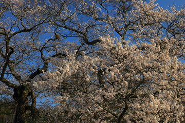青空と満開の桜