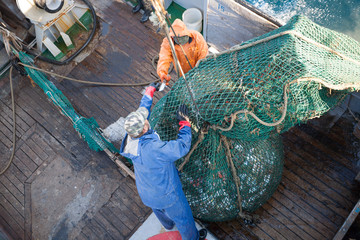 Fishermen lifted a trawl with fish aboard