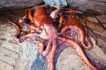 Octopus lies on the deck of vessel