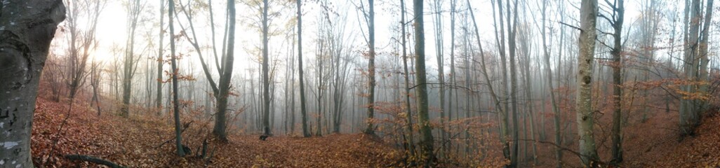 foggy day in the autumn forest