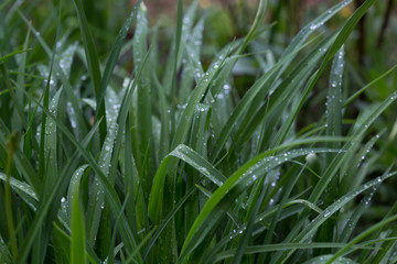  Liście liliowca z kropelkami wody ,po deszczu, rosa na trawie