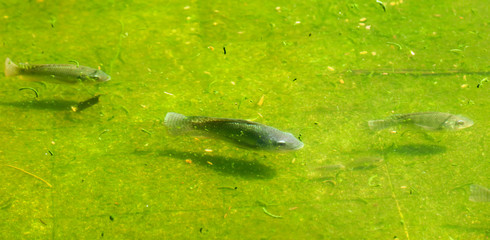 A fish swims in green water.