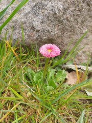 pink and white flower