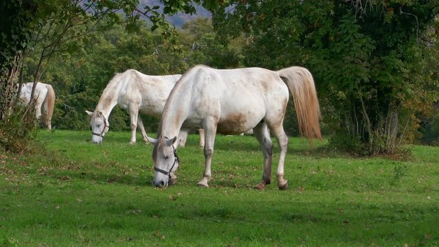 White lipizzaner horses grazing at green meadow at farm in clear autumn day. Lipica, Slovenia.