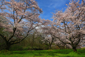 春の雫石川園地