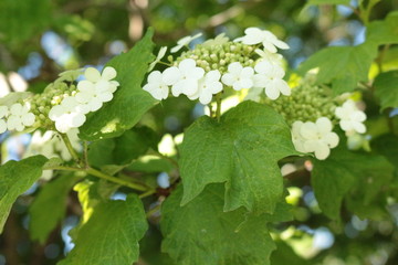 
White flowers bloom from buds on a bush of viburnum on a sunny spring day