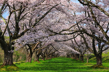 Fototapeta premium 春の雫石川園地