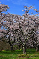 春の雫石川園地