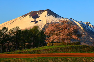 岩手山と桜