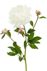 White flower of peony, isolated on white background