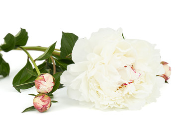Obraz na płótnie Canvas White flower of peony, isolated on white background