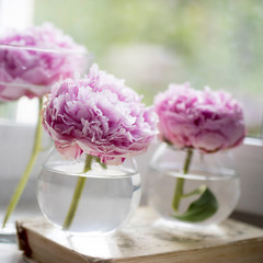 Three pink peonies on a book on a windowsill against a background of greenery in a window