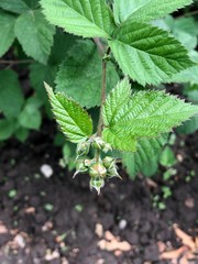 blackberry flowers on a branch with leaves