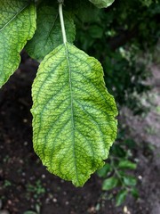 apple tree leaf under the sun in macro