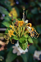 flowers with a background
