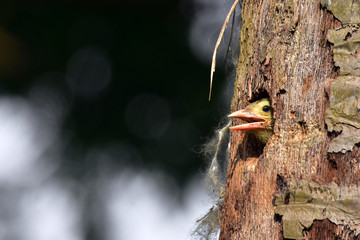 The lineated barbet bird at nest