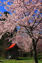 桜と神社