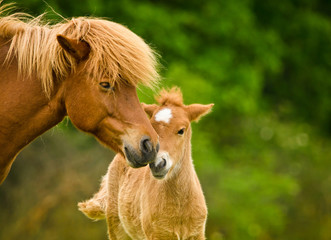 A very beautiful chestnut foal of an icelandic horse is sniffling and tweaking it`s sorrel mother, grooming 