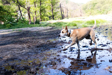Free dog explores nature in a mud puddle. happy pit bull dog plays outdoors, training a dog in freedom