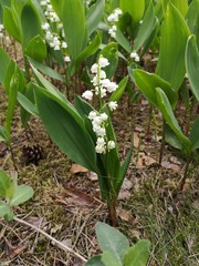 Lily of the valley. Flower in spring garden.