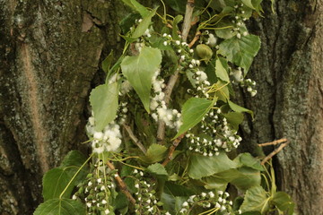 
White poplar fluff spreads seeds through the wind around the world