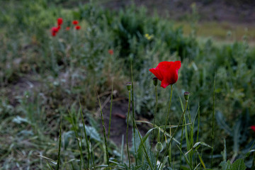 Wild red poppy flower. Background of lonely plant