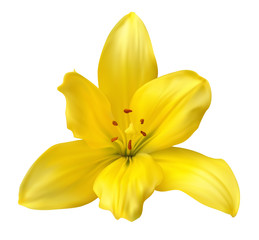 Fototapeta na wymiar Asian yellow lily flower isolated on white background. Vector illustration useful for any tropical floral design, wedding invitation and etc.