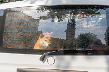 Pet Left in Car