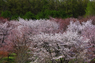 	春の岩手県民の森