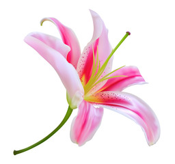 Pink lily flower isolated on white background. Vector illustration useful for any tropical floral design, wedding invitation and etc.