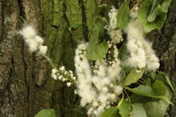 
White poplar fluff spreads seeds through the wind around the world