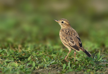 Paddyfield pipit