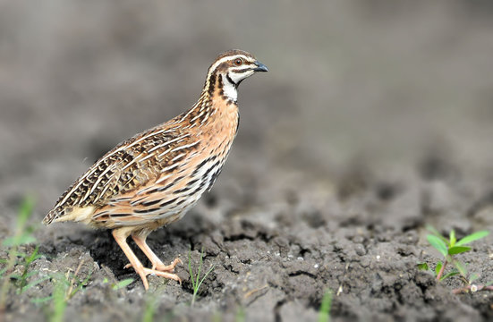 Rain quail
