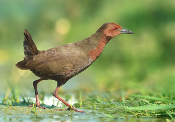 Ruddy-breasted crake
